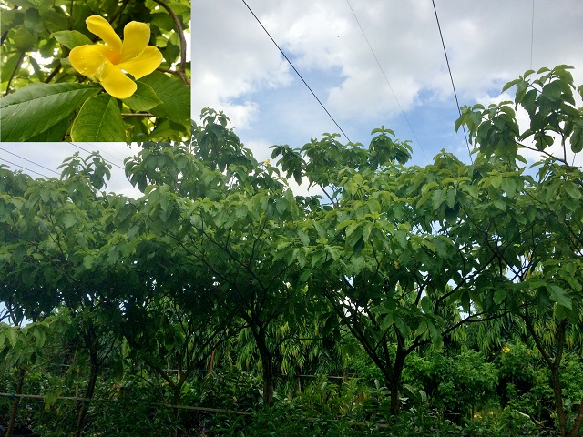 Milky Way Tree (Stemmadenia galeottiana)
