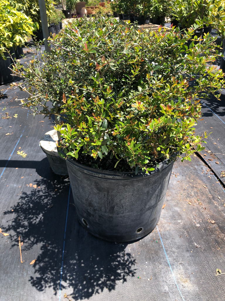 Yaupon Holly (Ilex Schilling) (3 Gallon)