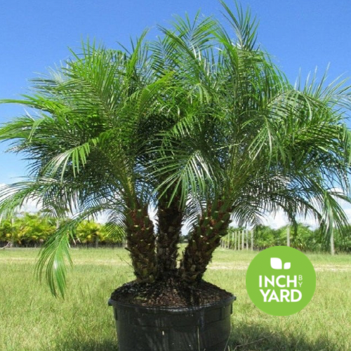 Pygmy Date Palm (Roebelenii) — 15 & 25 Gallon