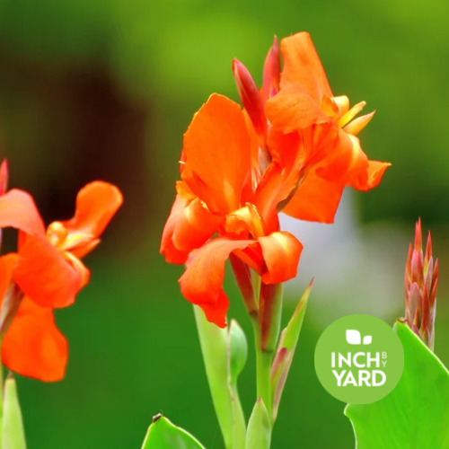 Canna Lily (Quart)