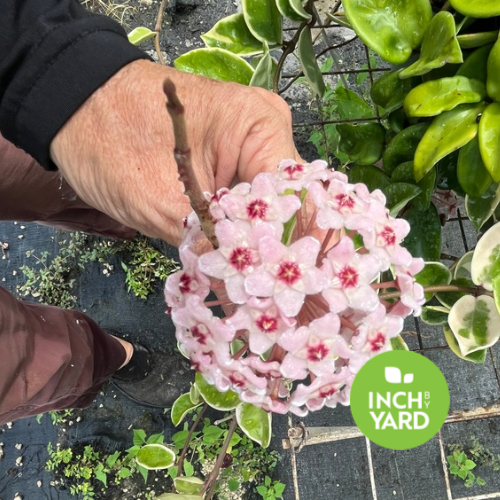 Hoya (Hoya Carnosa)