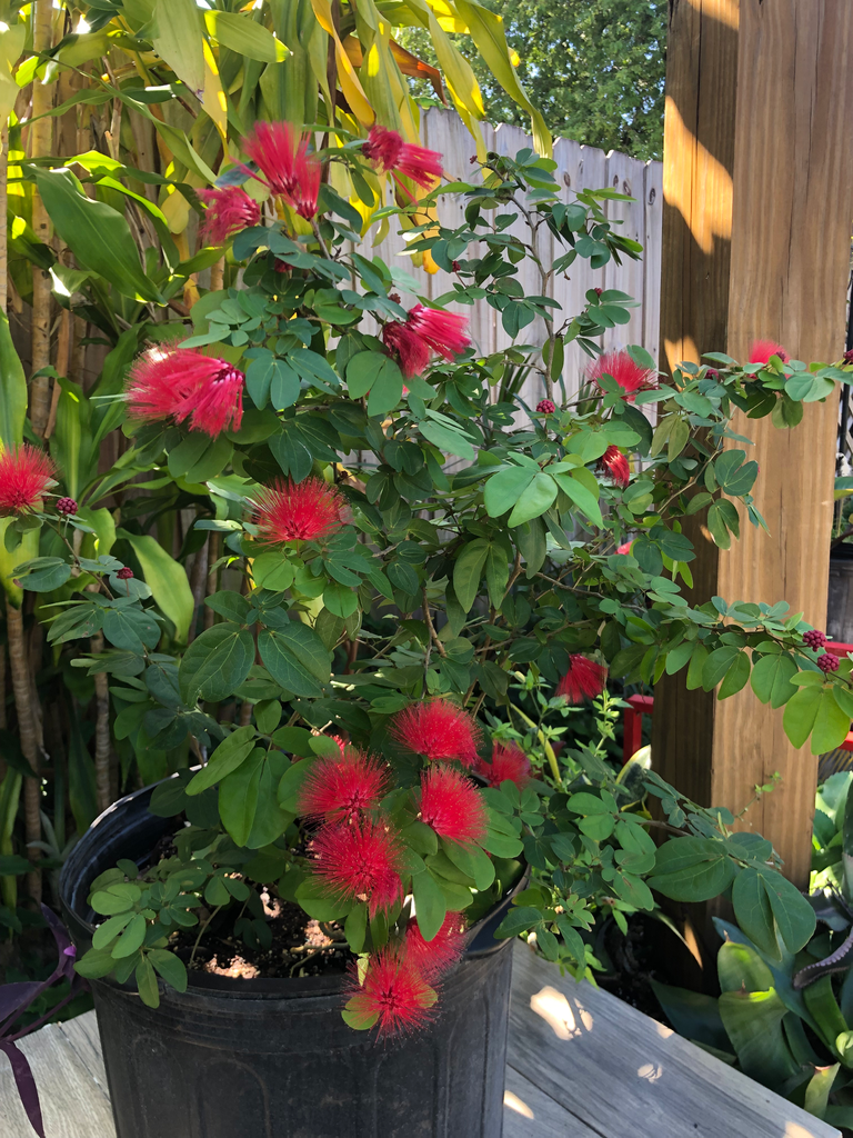 Dwarf Powder Puff (Pruned Topiary Form, Red)