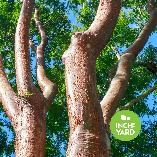 Gumbo Limbo (Bursera simaruba)