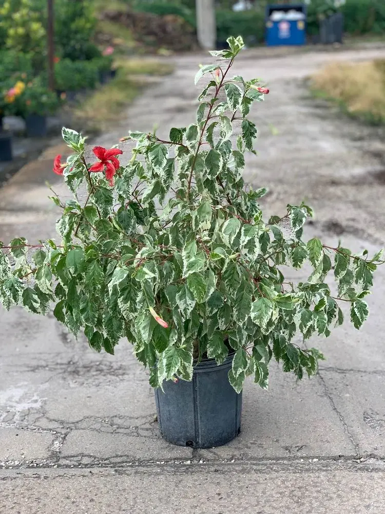 Tropical Hibisbus (Hibiscus rosa sinensis)