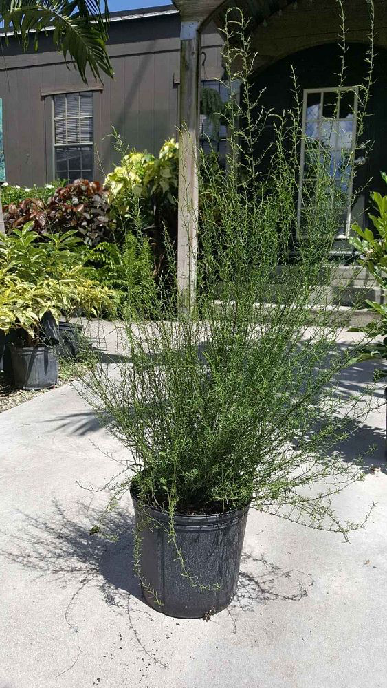 New England Aster