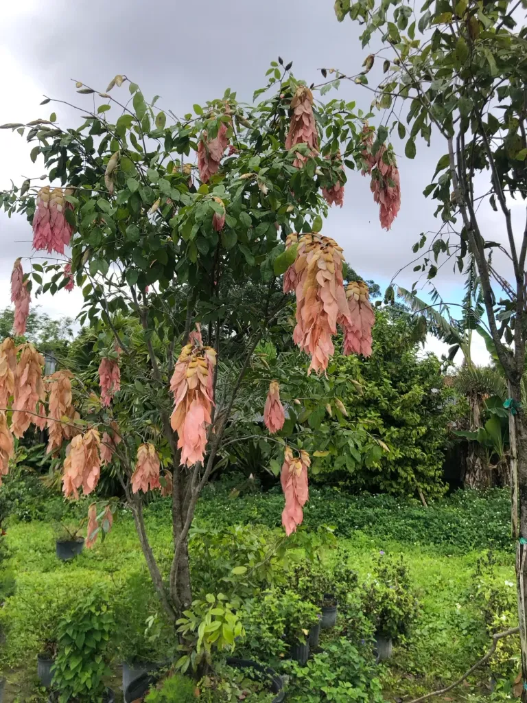 Handkerchief Tree — 25 Gallon