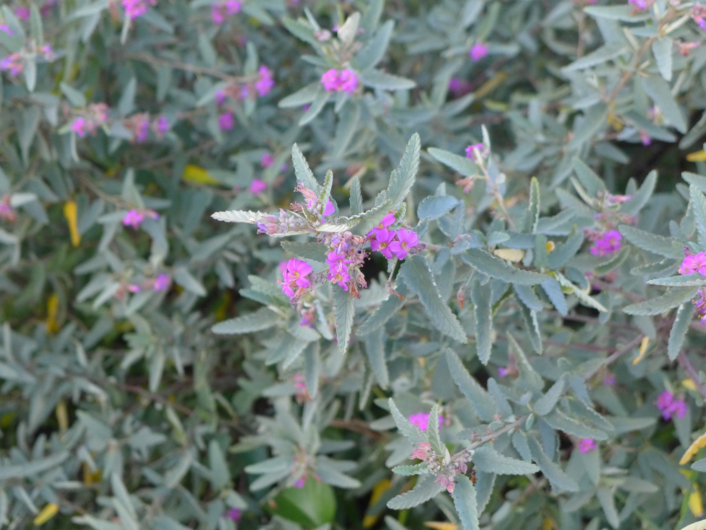 Tea bush (Melochia tomentosa)