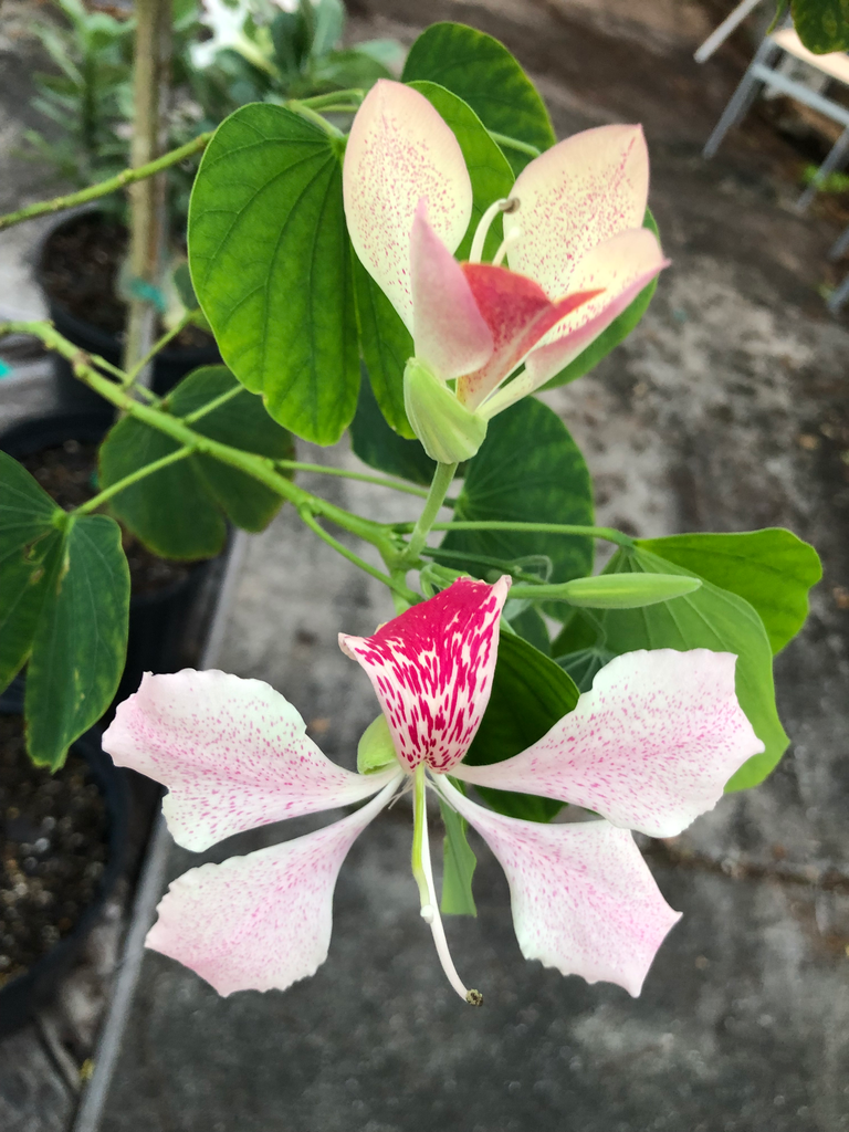Orchid Tree — Light Pink