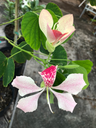 Orchid Tree — Light Pink
