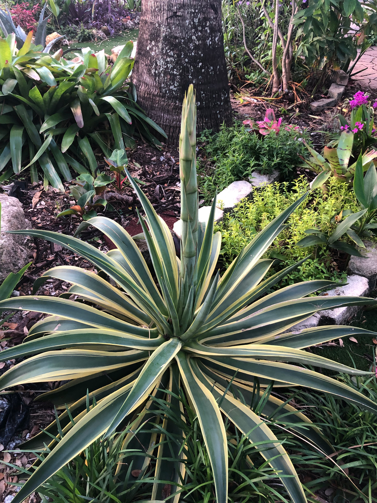 Variegated Caribbean Agave
