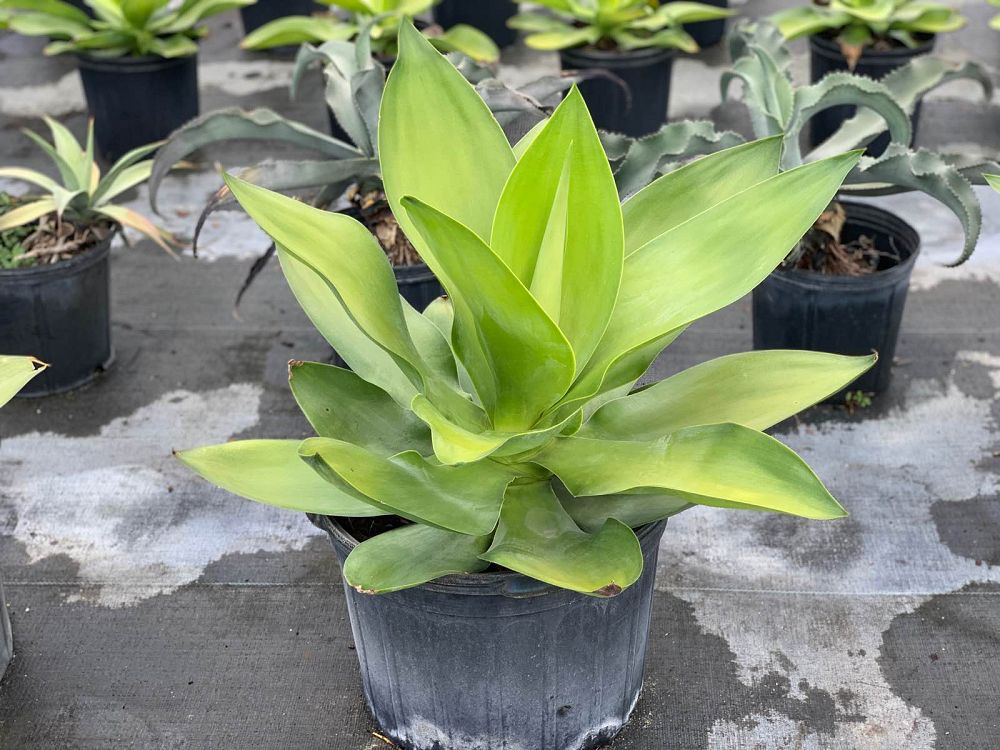 Agave ellemeetiana 'Satina'