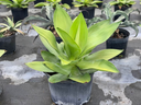 Agave ellemeetiana 'Satina'