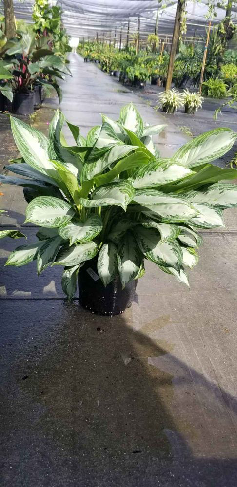 [Shade Grown] Aglaonema 'Silver Bay'