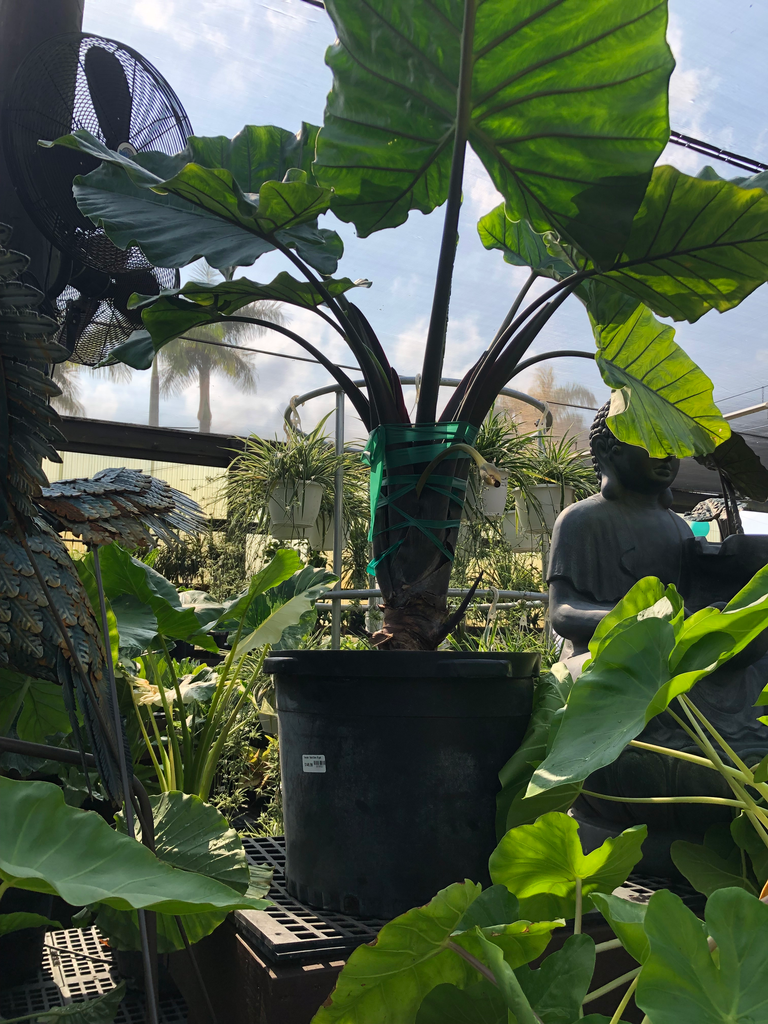Elephant Ear,  'Black Stem' 