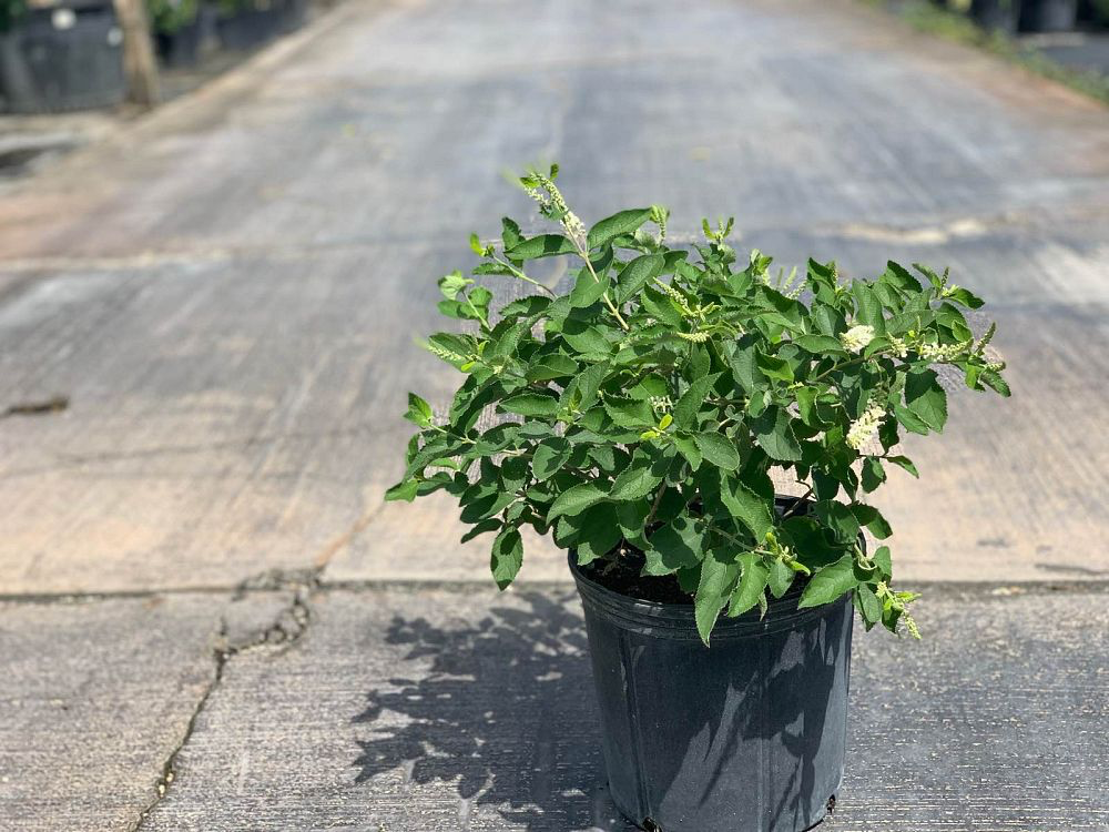 [Bush] Sweet Almond Bush