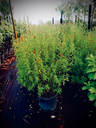 Hummingbird Plant, Flame Acanthus