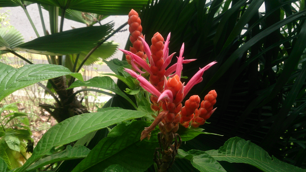 Panama Queen (Aphelandra sinclairiana)