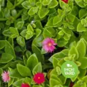Baby Sunrose, Ice Plant (Mesembryanthemum cordifolium)