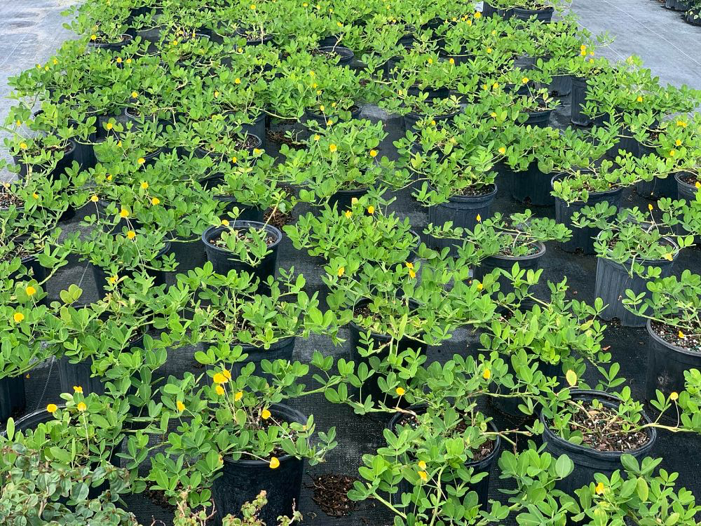 Golden Ornamental Peanut, 'Ecoturf'