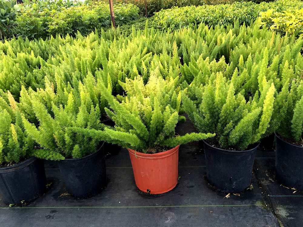 Foxtail Fern