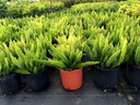 Foxtail Fern