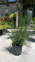 Aster (Symphyotrichum)