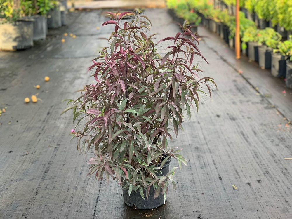 [Bush, Barleria obtusa Bush violet] Purple Dazzler (Barleria obtusa)