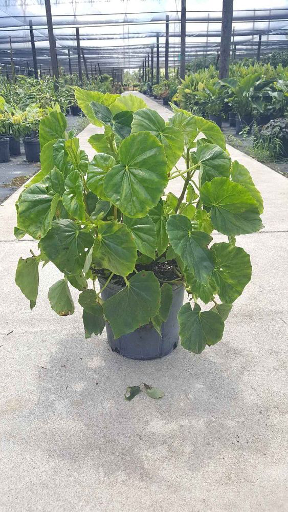White Begonia "Alba"