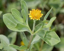 Silver Sea Oxeye