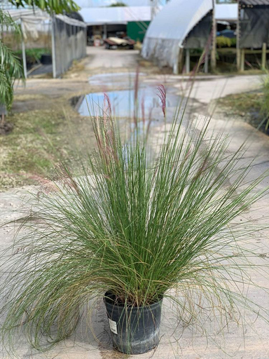 Pink Muhly Grass