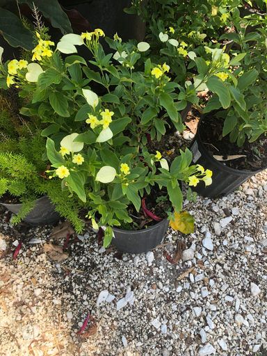 [Yellow] Dwarf Yellow Mussaenda