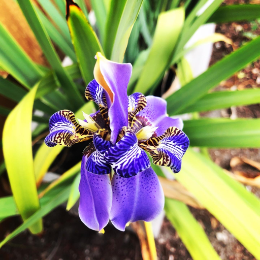 [Blue] Regina Iris, Giant Apostle's Iris