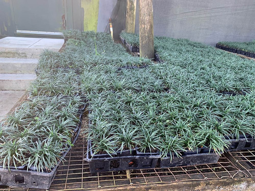 Dwarf Mondo Grass