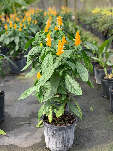 Shrimp Plant, Golden