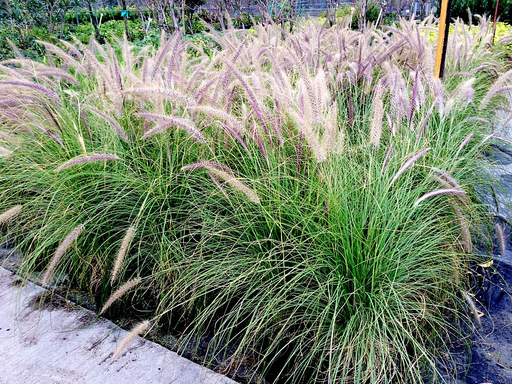 Fountain Grass, White