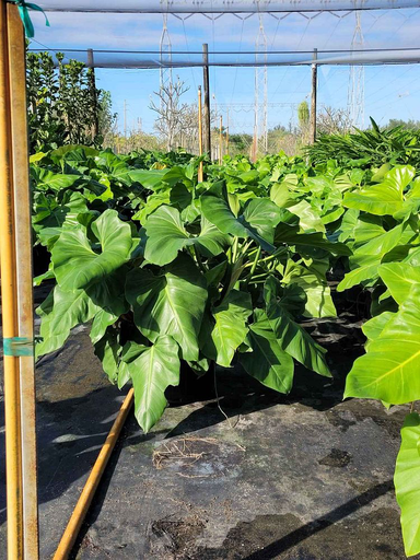 [Shade Grown] Philodendron giganteum