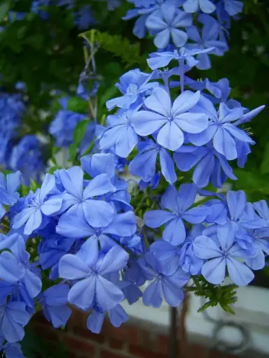 Cape Leadwort 'Imperial Blue'