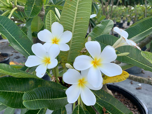 Frangipani (white)