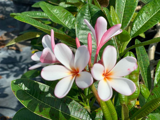 Frangipani 'Dwarf Singapore Pink'