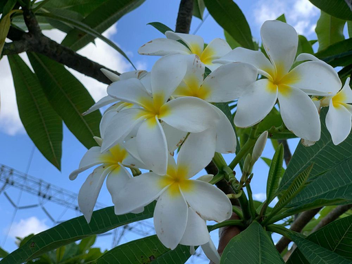 Plumeria, Nosegay 