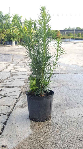 Japanese Yew