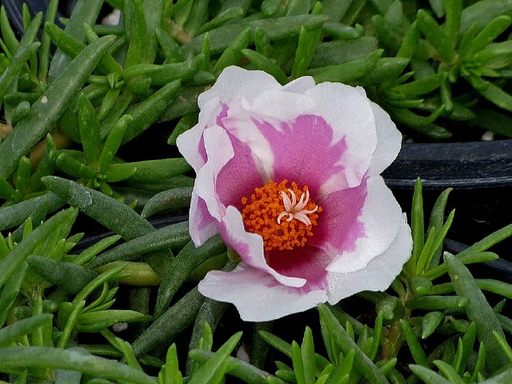 [Assorted colors] Portulaca, Purslane, Rose Moss