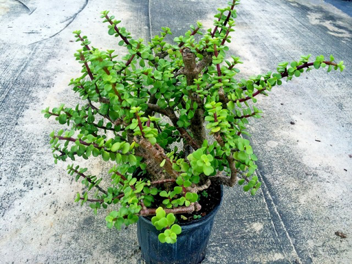 Elephant Bush