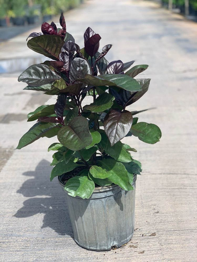 Purple False Eranthemum
