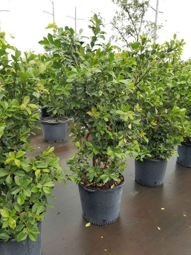 Cattley Guava, Strawberry Guava