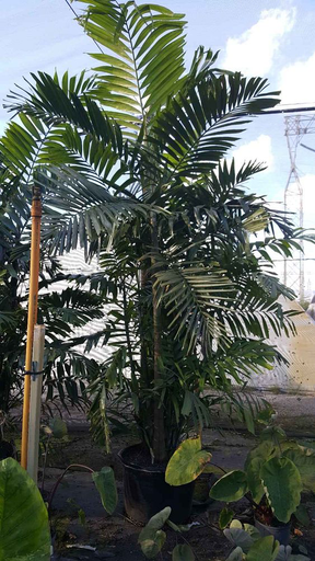 Macarthur Palm