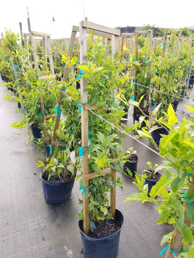 [Trellis] Flame Vine