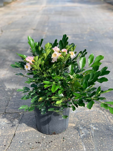 Dwarf Tree Jasmine
