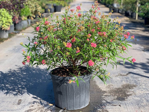 Panama Rose