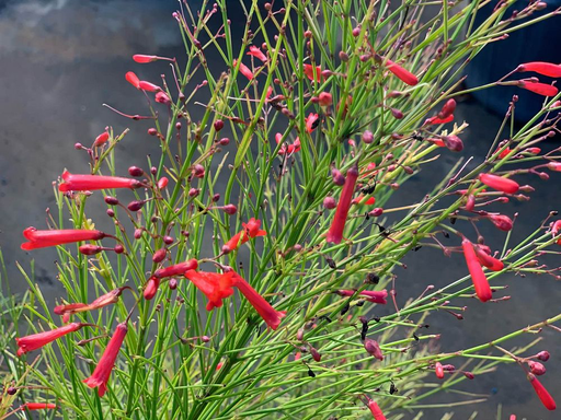 [Red] Firecracker Bush